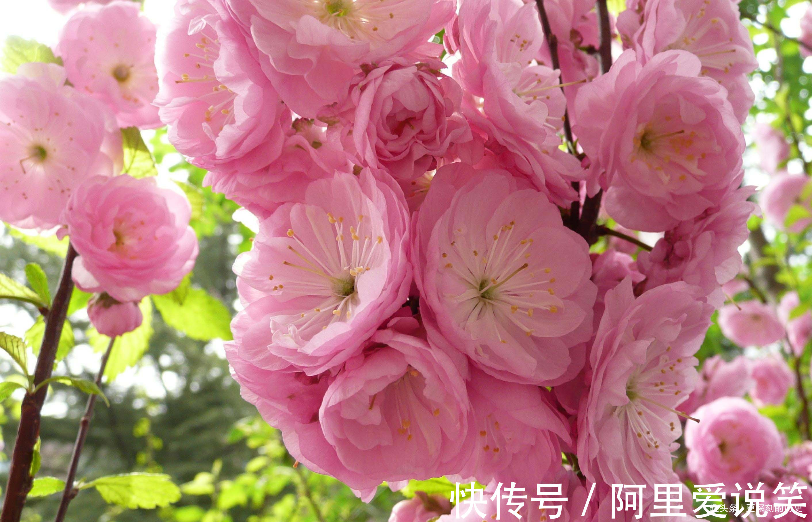此花色彩艳丽枝叶茂密,给人一种欣欣向荣的美感,象征着春光明媚
