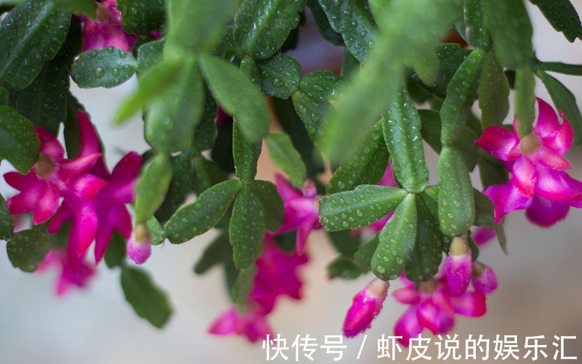 蟹爪兰“落蕾落花”,4点原因别忽视,做好后“锦上添花”并不难
