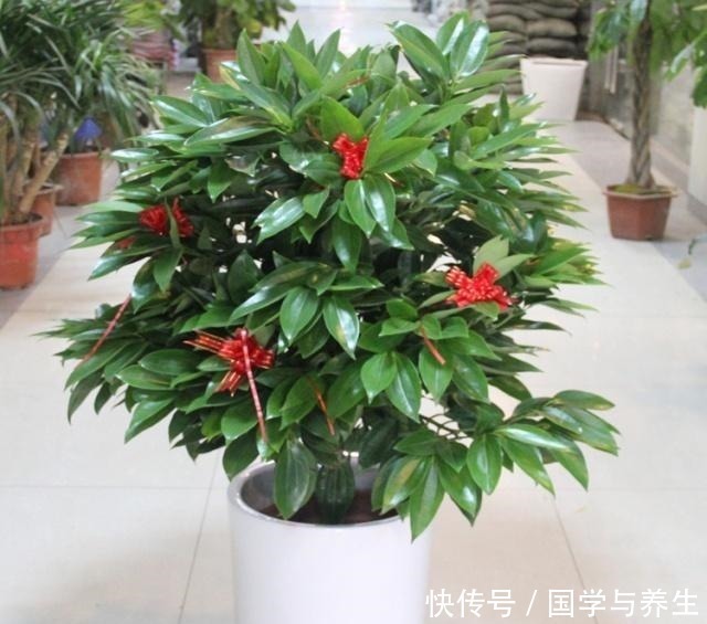 种树|懂花的人，专挑“4种树”养客厅，耐旱好活、富贵生财，寓意好！
