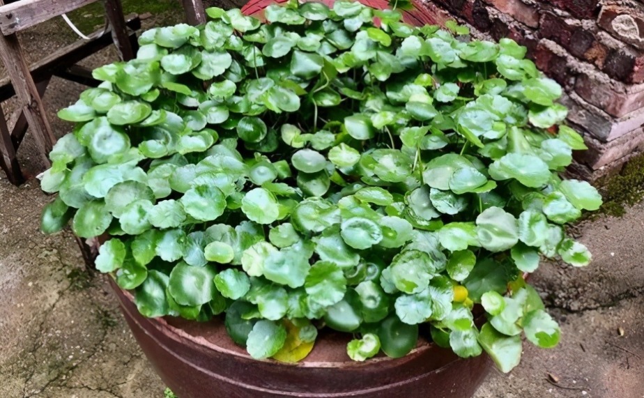 绿植|家家养绿萝,腻味!不如养这3种,好活、颜值高、净化效果不错