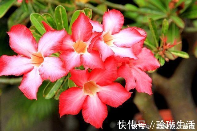 肥厚|养这10种花,再喜欢也别多浇水,少浇水,不管它,反而花更多