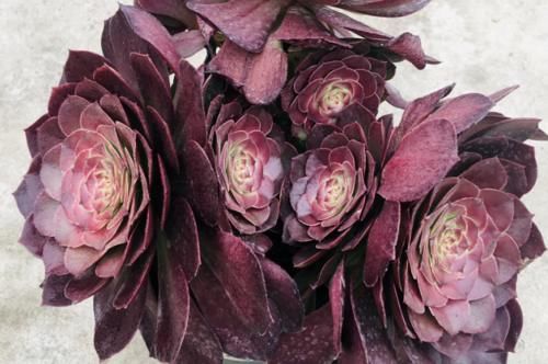 法师多肉一碰就掉叶子?两种原因和对应的处理方法,看看就学会了