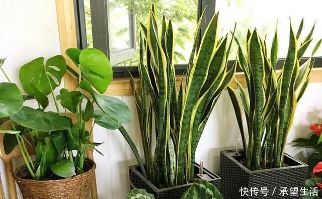 龟背竹|3种“大气花”越热越长个,新叶呼呼窜,室内百搭花,越长越高雅