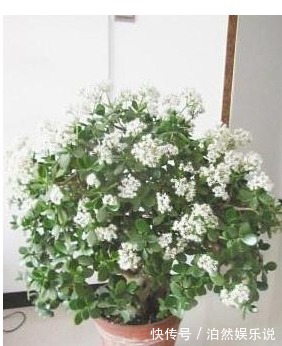 老花农|玉树不开花老花农教你这样养,叶片饱满圆润,绿油油的