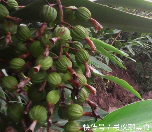 干果|竹林中的野果产量极少,物以稀为贵,制成干果1斤2千元!