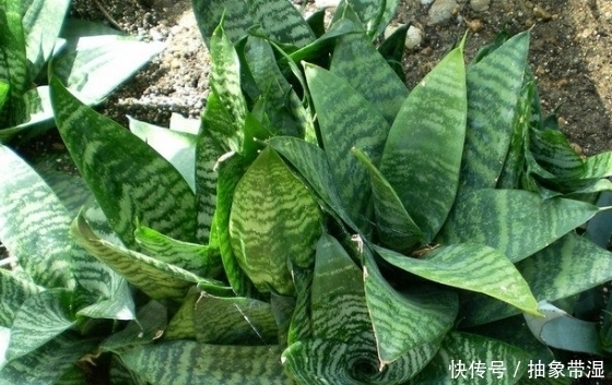 城里难以吃到的4大野菜,营养秒杀保健品,吃了是宝,不吃是草!