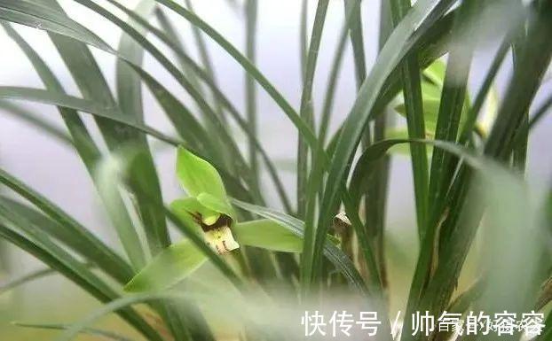 兰花叶片一直养不绿尿素怎么用，才能让兰叶变浓绿