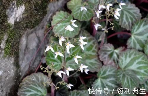 虎耳草|农村一植物,是治疗痔疮,冻疮的良药,市场上三十元一斤