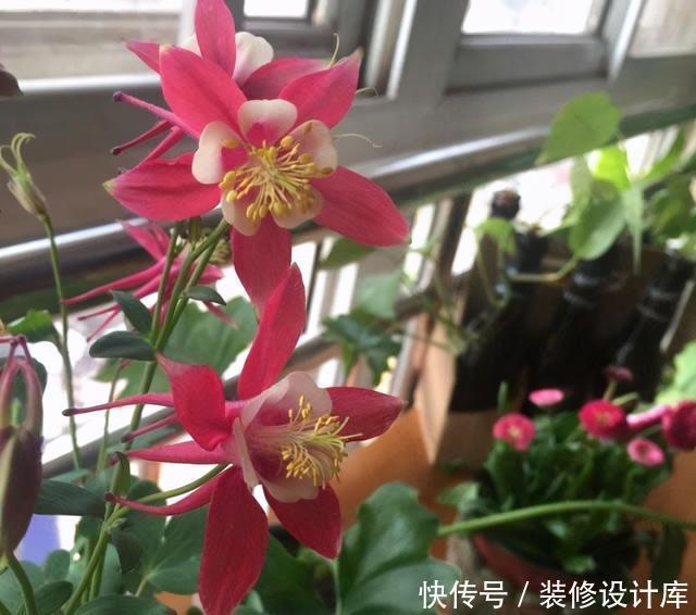 耧斗菜|此花-20度也冻不死，耐阴又好养，5元钱就能开出一院子的花