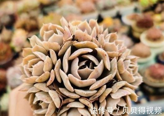 这8种多肉散发迷人浪漫的气质,你学会关键一招儿也能养得好