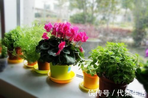 仙客来|就算家里没暖气，也可以养4种花，不怕冻还耐旱，到春节还能开花