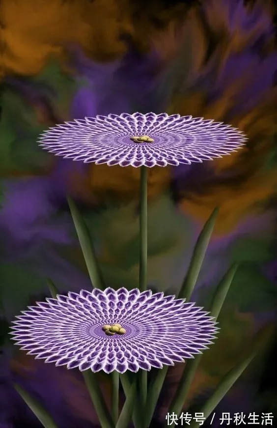 千年难见的稀世奇花开花了，真的太美了！