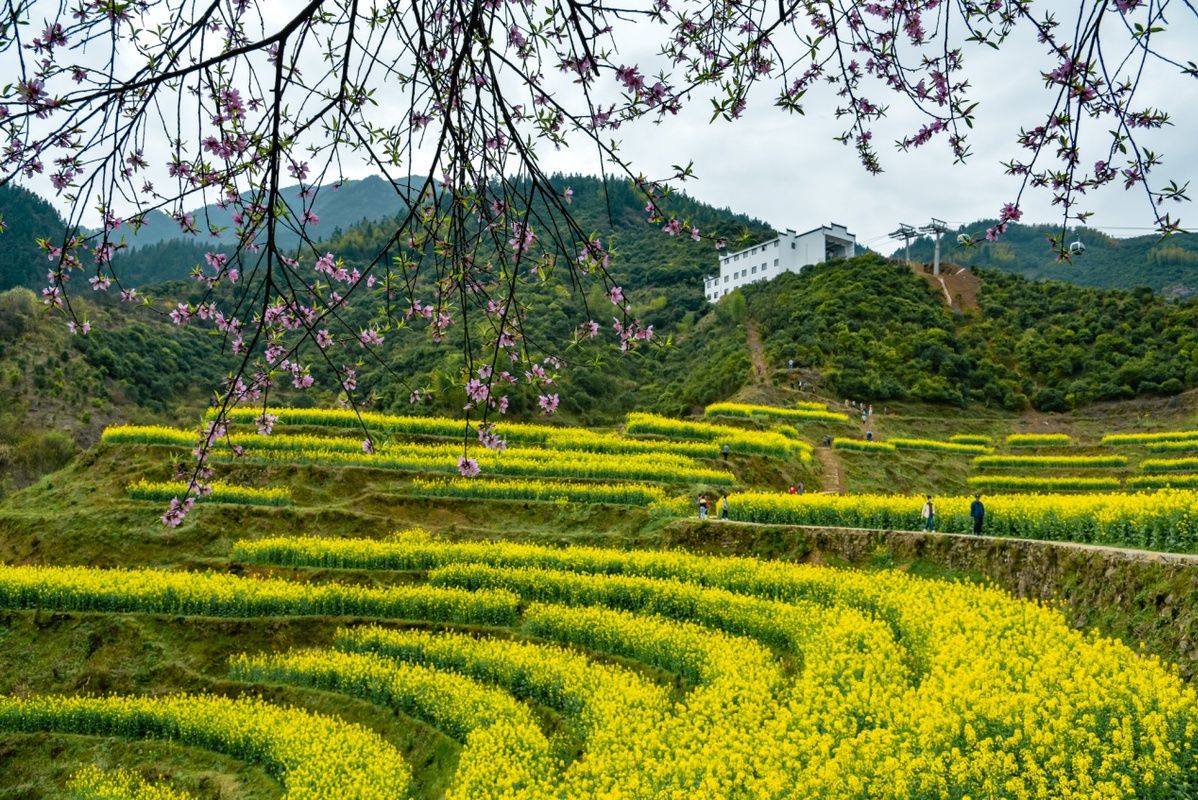 江西婺源油菜花花期提前 预计2月底将进入赏花期