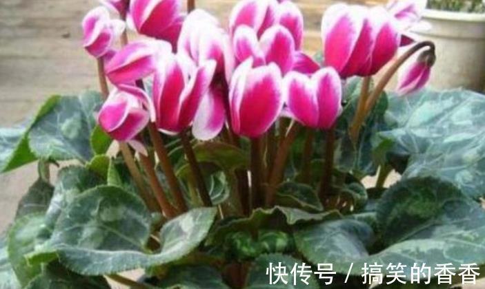 百合|5种花适合养在客厅，花朵大颜色艳，一年四季开花不断