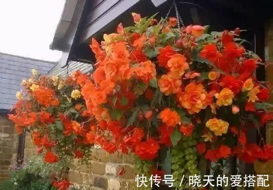 漂亮养眼的8种吊篮植物，绿萝，吊兰都弱爆了