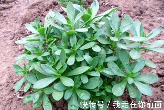 營養物質|救心菜又叫“救命菜”，藥用價值很高，常吃可抑菌補血，美容降壓