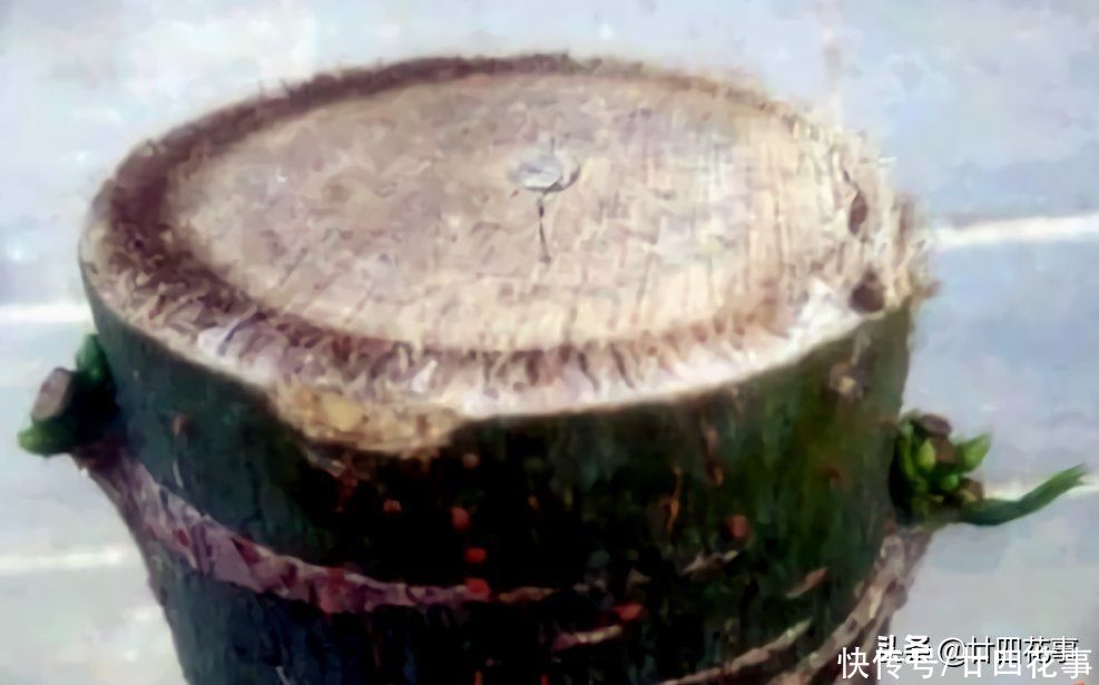 实用|发财树枝叶少不要急，用个小妙招，轻松“爆芽”，简单实用