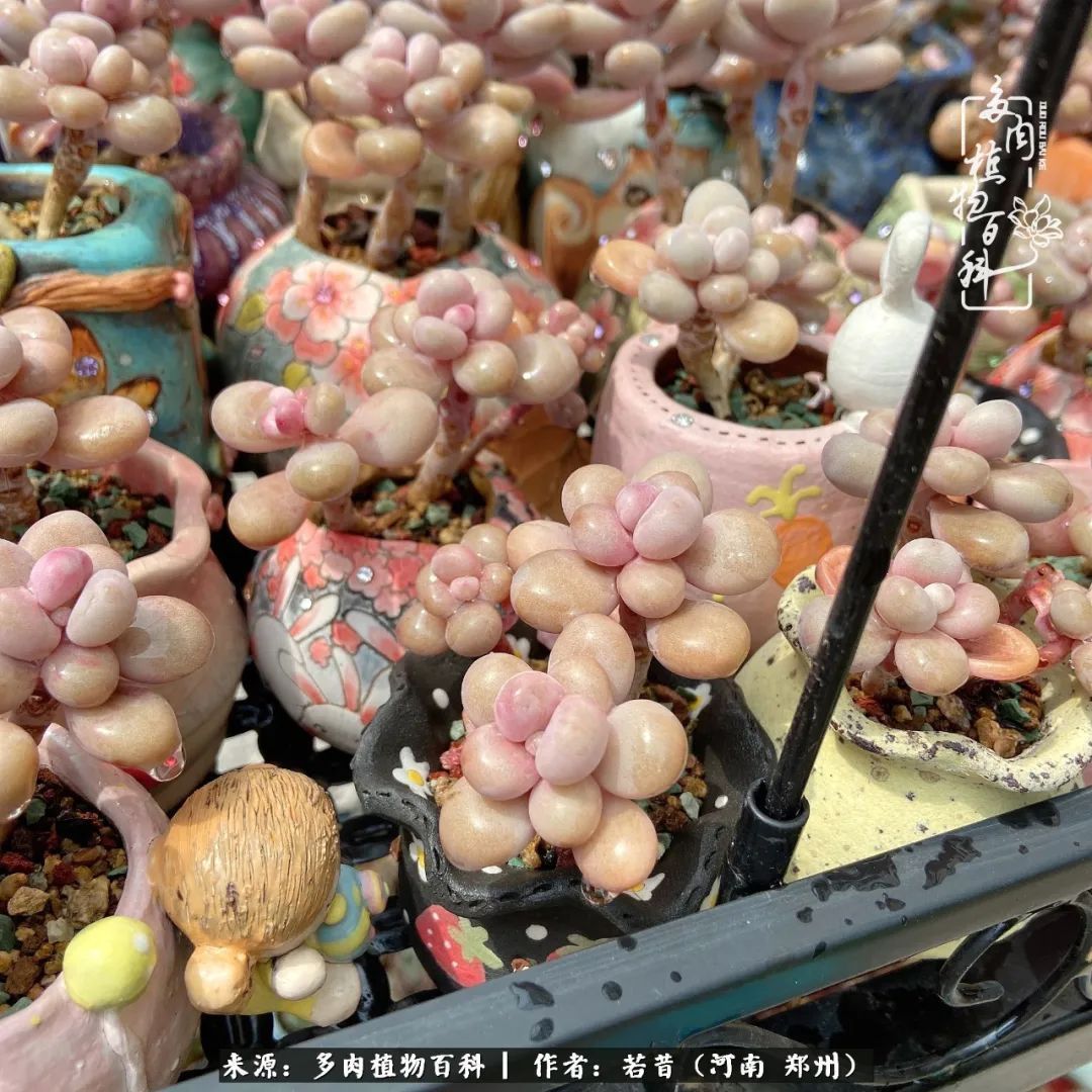 迷你小院儿，种满多肉、花草和蔬果，沉醉在自己的世外桃源！