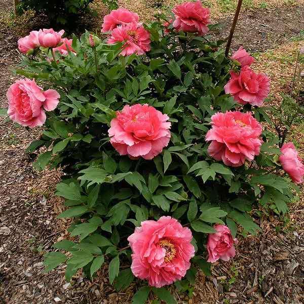 给花换盆、换土、切记2个“小关键”,不然可就白换了!