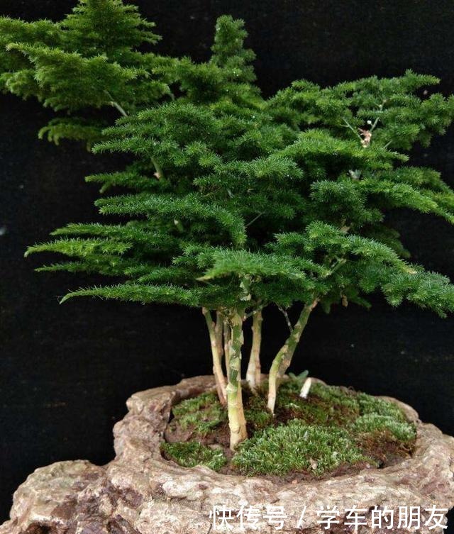 文竹变“云竹”,价格贵几倍,喷点这个“水”就行啦!