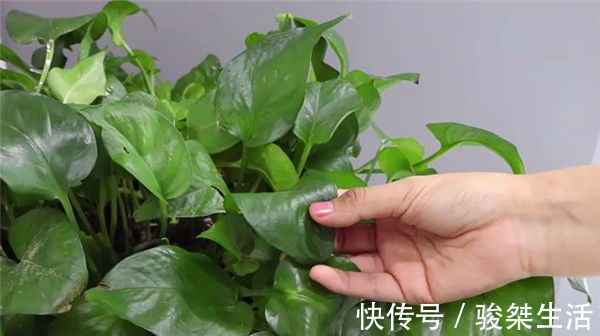 原来绿萝是有毒的家里有的快看看,别不信,等出事再后悔就晚了