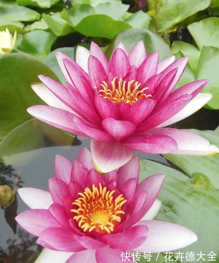 水深|“水中女神”睡莲的生长期档案,在最恰当的时机栽种与收获!