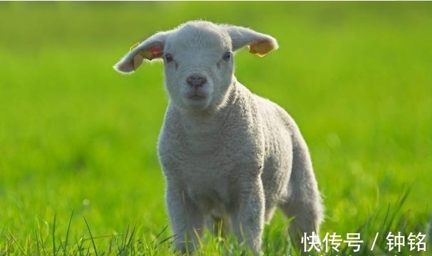 升职加薪|生肖羊出生在哪个季度，贵人多福气旺，2022年先苦后甜，锦鲤翻身