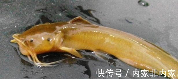 石斑鱼|公认最好吃的5种鱼，全吃过的是土豪