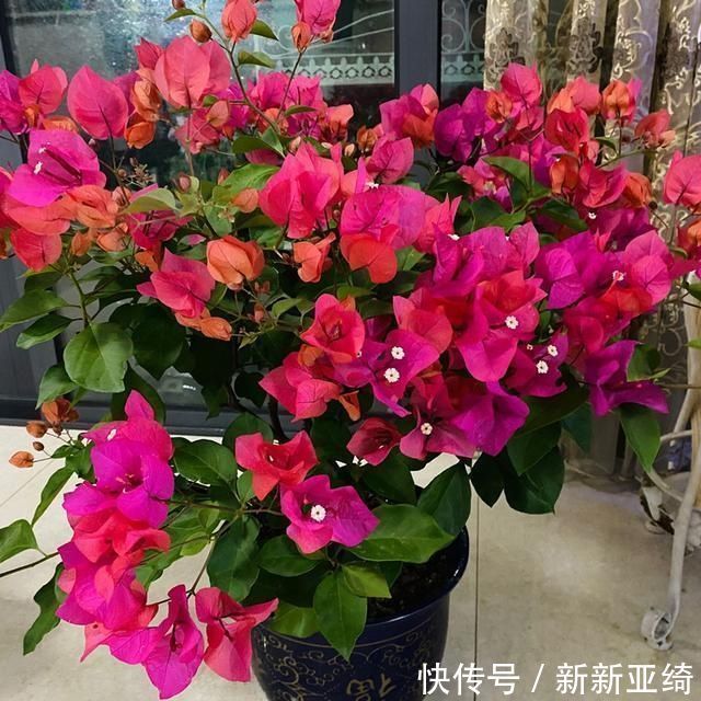 3种花都是“酸水”喂大的，每月浇点醋，黄叶消失，花满枝