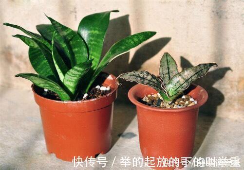 虎皮兰|虎皮兰施什么肥2种东西丢盆里，一年不用施肥，叶厚油绿新芽多