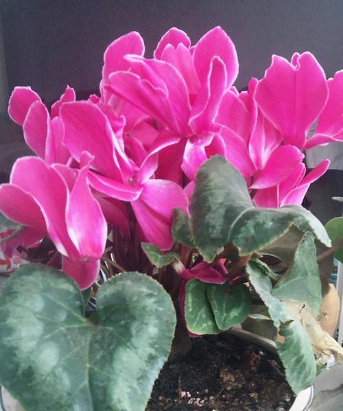 立夏以后，4种花再喜欢也别入手，难度夏，养了浪费金钱和精力