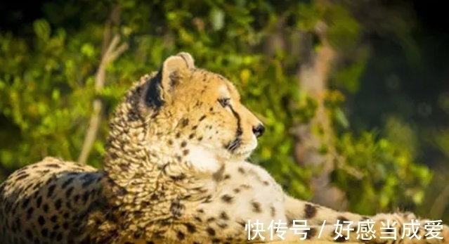 运动|动物界的运动奇才,谁是真的速度王者?谁又是耐力王者?