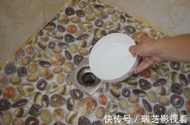 竖管|卫生间里的小飞虫是什么?只需三步,就能彻底杜绝