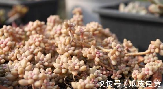 20种多肉推荐给大家,美图美肉,那种多肉你最喜欢