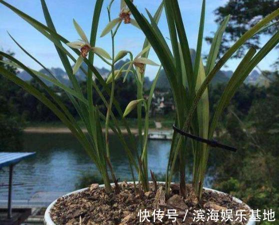 养花|7种“垃圾”不是废物,泡一下水,肥的流油,养花一级棒