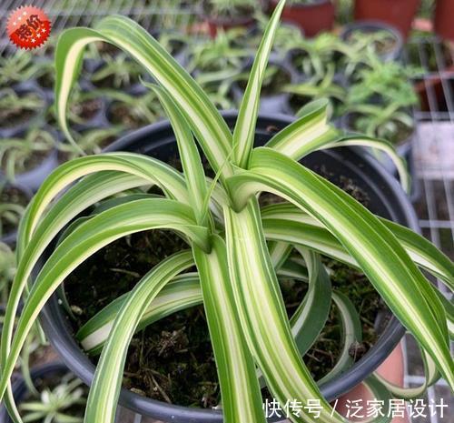 吊兰|很贵的“高档吊兰”,养起来太容易,现在沦为“白菜价”