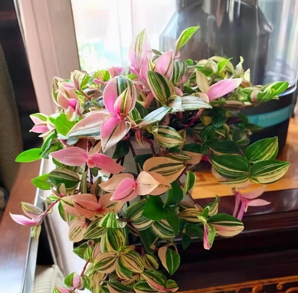 9种漂亮花，现在扦插“正当时”，喜欢别错过