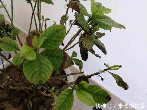 栀子花最怕它,碰上就没救,再上心都养不活!