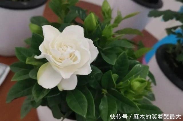 公认难养的6种花,新手慎买,养不活还浪费钱!