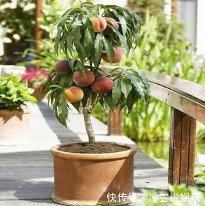 在家也能种“黄桃”,简单好养结果多,果子挂满树,又大又甜,值