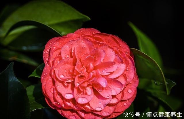 夏天养茶花，掐芽工作做好了，花苞才能“咕噜”冒！