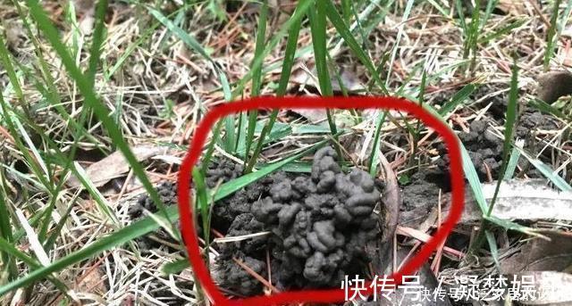 万能肥|捡来1种土块，碾碎泡水，制成万能肥，养花根壮、花多