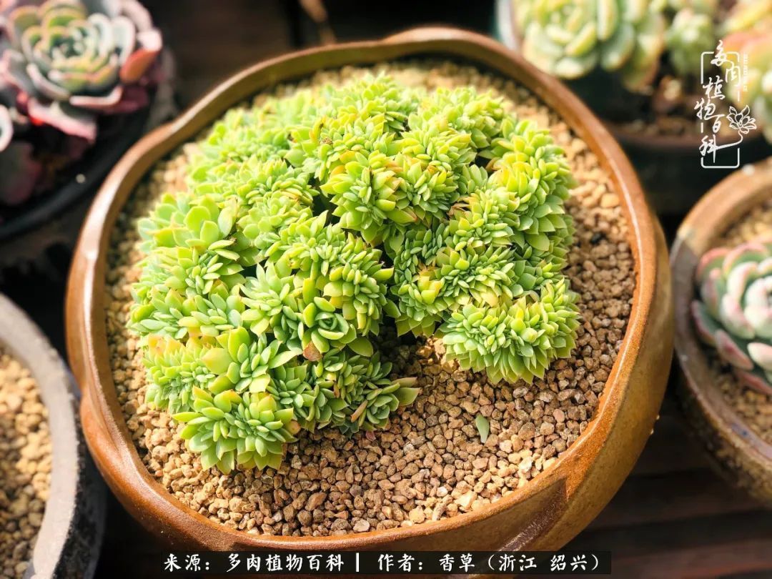 阳台上的一亩三分地,我愿与你一起,与时光媲美!