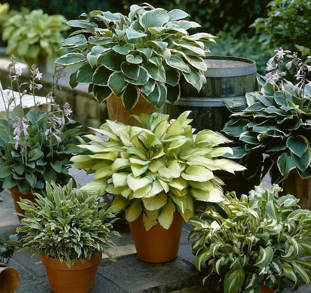 五种精巧花,好养又泼辣,耐阴又漂亮,北阳台最合适