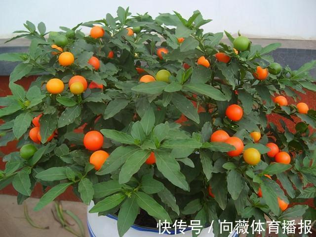 十种“大毒花”,家里经常养,越漂亮毒性越大,避开为好