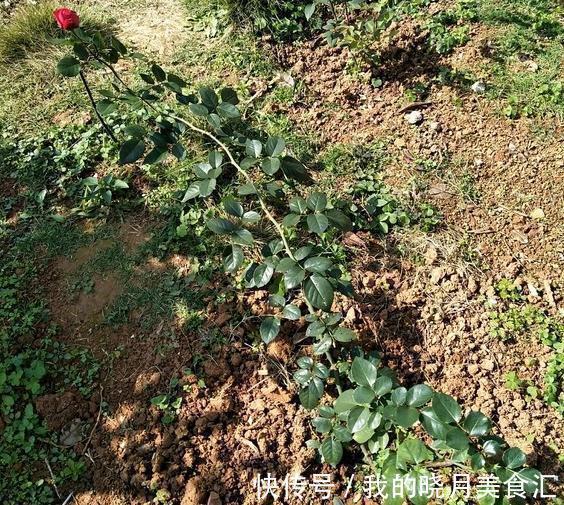 同样给月季压枝,邻居的长出5根大笋芽,我的却一个不长,咋回事