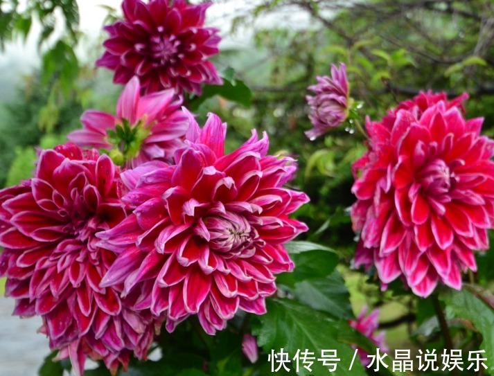 大丽花|大丽花不难养，记住2个“要点”，轻松爆盆，花大色艳“胜牡丹”