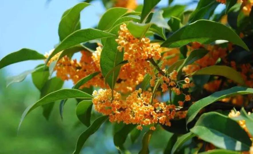 盘点6款“香水花”,皮实好养开花美,养几盆连香氛都省了