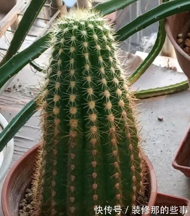 仙人球越长越尖,越长越细,可能是这三个原因