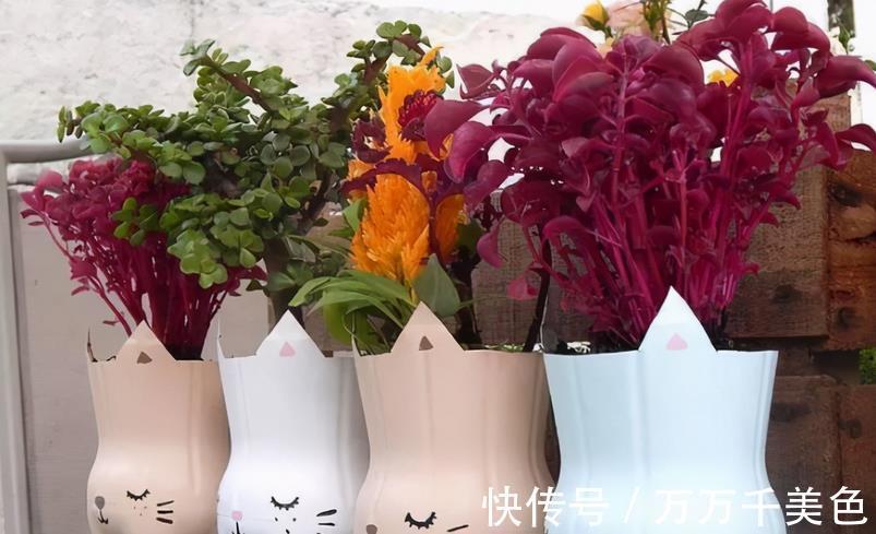 植株|如何兼顾养花和环保？改造下塑料瓶，用着乐趣多又省钱，效果好